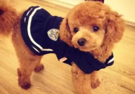 泰迪小奶狗喜欢小姐姐嘛,揭秘他们对小姐姐的偏好